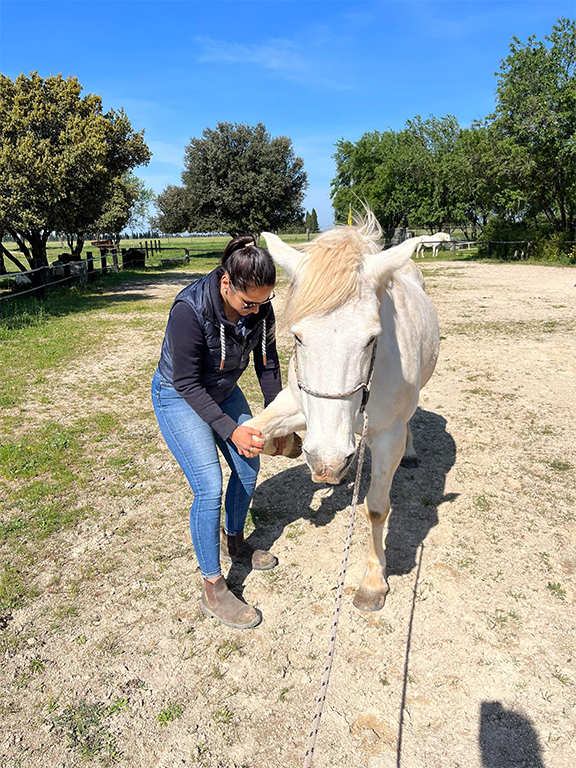 soins cheval creme patte