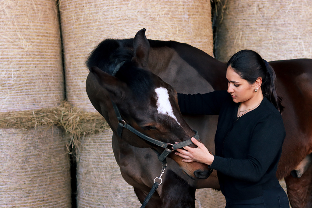 traitement-ostéopathique-cheval-marron