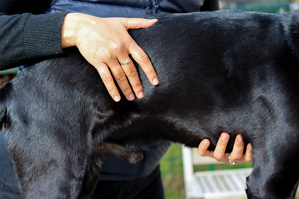 traitement-ostéopathique-chien-noir