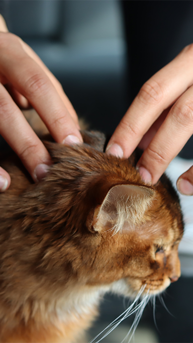 soins chat tigre marron